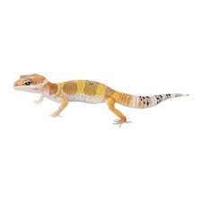 Fancy Leopard Gecko For Sale Live Pet Reptiles Petsmart