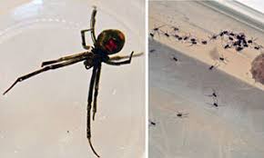 The black widow spider is a black spider with a red hourglass shape on its abdomen. Deadly Black Widow Spider Produces Hundreds Of Babies In Norfolk After Hitching A Lift In Crate From Texas Daily Mail Online