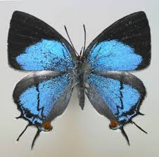 Image result for Agelanthus zizyphifolius