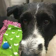 All Ct Humane Society Shelters Will Be Closed Today April 29 And The Fox Clinic In Newington Will Close Today At 11 30 Am Pets First Pet Life Humane Society