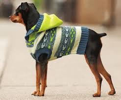 Hundepullover Stricken 42 Warme Ideen Strickanleitung Hundepullover Stricken Hunde Pullover Hundepullover