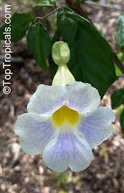 Image result for Thunbergia erecta