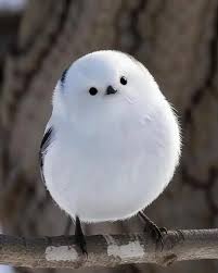 일본 붉은머리오목눈이는 '눈의 요정'이라는 별명으로 불린다. 일본과 동아시아에 서식하며, 하얀 얼굴과 둥근 몸, 작은 검은 눈이 봉제  인형처럼 보인다. 길고 가느다란 꼬리, 부드러운 깃털도 특징이다. 눈 덮인 나뭇가지 위에 앉아 있으면 실제