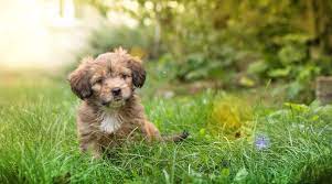 Other options on our list might be more distinguished and only fit for a classy dog, like gatsby or giselle. Male And Female Dog Names 501 Unique Cute Options For Your Puppy