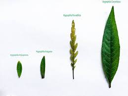 Anda dapat menemukan tanaman ini di sekitar bebatuan dekat sungai, hutan. Jenis Nama Tanaman Aquascape Alam Ikan