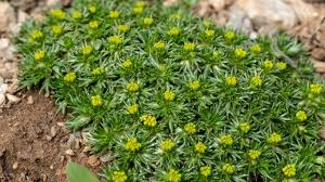 9 Bodendecker Schnellwachsend Und Anspruchslos Fur Ihren Garten