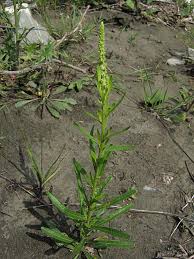 Image result for Reseda