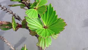 Image result for Myrothamnaceae