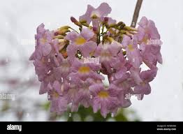 Image result for Tabebuia heterophylla