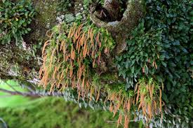 Image result for Oberonia