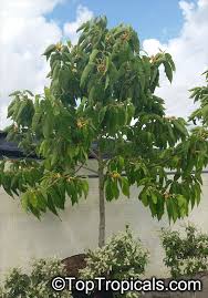 Image result for Magnolia champaca