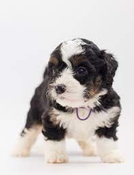 Willow creek bernedoodles—your family's bernedoodle breeder. The 7 Best Bernedoodle Breeders In Indiana In 2021