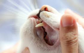 Take a look at his gums—if they're inflamed and red, that's a sign of feline gingivitis. Common Feline Dental Problems Feline Dental Treatment