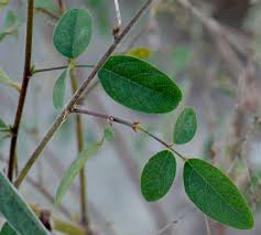 Image result for Desmodium tortuosum
