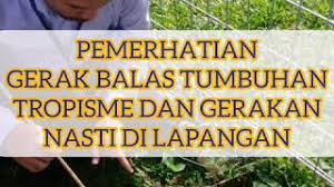 Gerakan nasti nasti adalah gerak bagian tumbuhan yang arah geraknya tidak dipengaruhi oleh arah datangnya rangsangan. Sains Tingkatan 3 1 3