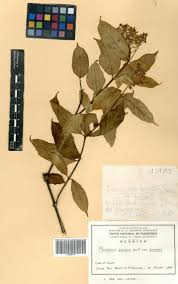 Image result for Pleioceras