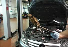 Do you have mice in your car engines? Car Parts