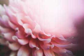When You Work Through The Concepts And Material Found Inside The Science Of Finding Flow You Ll Address Comm Close Up Photography Pink Nature Abstract Flowers