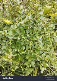 Image result for Scutia