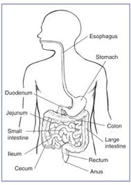 The jejunum lies between the duodenum and the ileum. Ostomy Surgery Of The Bowel Niddk