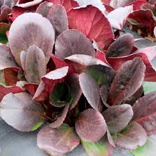 Begonia 'non stop white' has shining white flowers. Buy Elephant S Ears Bergenia Overture 15 99 Delivery By Crocus