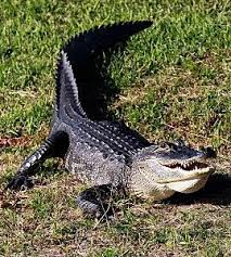Alligator Meat For Sale | Louisiana Crawfish Company