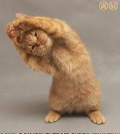 Apa hewan yang peliharaan paling populer serta lucu dan imut banget? 10 Citten Ideas Haiwan Peliharaan Kucing Kucing Lucu