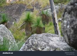 Image result for Xanthorrhoea australis