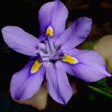 Image result for Moraea spathulata