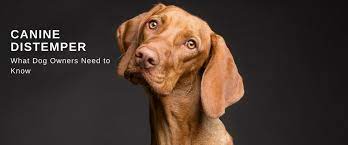 Canine Distemper What Dog Owners Need To Know