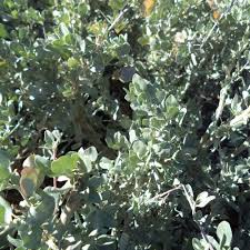 Image result for Atriplex halimus