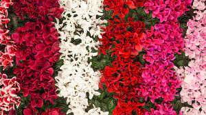 A vibrant garden is appealing, and the. 5 Most Beautiful Flowers In The World Musafir