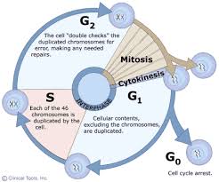 Biology Chapter 5 Cell Growth And Division Flashcards Quizlet