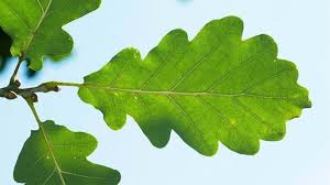 Check spelling or type a new query. Sessile Oak Quercus Petraea British Trees Woodland Trust