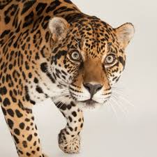 Jacksonville jaguars mens jerseys and jags jerseys at the official online store of the jaguars. Jaguar Facts And Photos