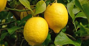 Ein vollsonniger bis heller platz im halbschatten erfüllt dabei die ansprüche der zitrone vollkommen. Zitronenbaum Uberwintern Die Wichtigsten Tipps Mein Schoner Garten