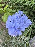 Image result for Plumbago ituriensis