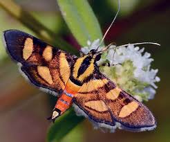 Black And Red Caterpillar Maine Red Waisted Florella Moth Hodges 5284 Syngamia Florella Moth Insect Photography Moth Caterpillar