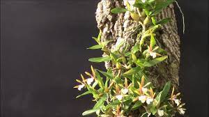 The oval pseudobulbs of this orchid are really small with a small pair of leaves. Dinema Polybulbon Youtube