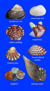 Maybe you would like to learn more about one of these? 260 Sanibel Island Seashelling Ideas Sanibel Island Sanibel Captiva Island