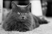 Nebelung Cat Breed Profile | Petfinder