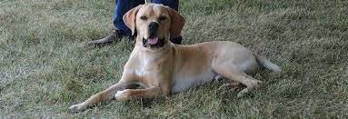 Are now available, with more designs coming soon! Register My Dog United Kennel Club Ukc