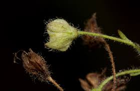 Image result for Veronica abyssinica