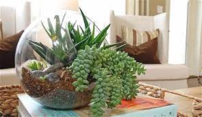 Jardin De Mesa Plantas Suculentas Tipos De Jardin Suculentas