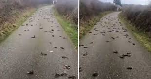 Some 310 birds were killed or injured as they slammed into the windows of the nascar hall of fame. Breaking Birds News Latest Stories From Unilad