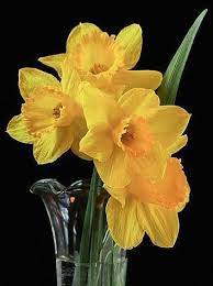 Yellow Daffodil Flowers Via Www Facebook Com Inspiringquoteswithpennylee Order Flowers Daffodils Flowers