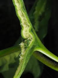 Image result for Dorstenia psilurus