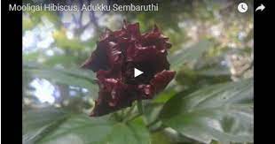 Mooligai Hibiscus Adukku Sembaruthi Hibiscus Herbalism Plants