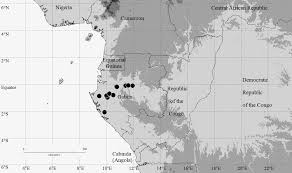 Image result for Euploca katangensis