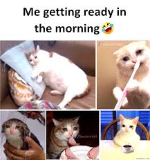 Top Laughing So Hard Cat Memes Cat Meme You Re The Best In 2020 Cat Memes Cat Memes Clean Cat Quotes Funny
